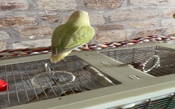 Lovebirds birds for sale: Beautiful hand reared baby lovebird  - Image 4