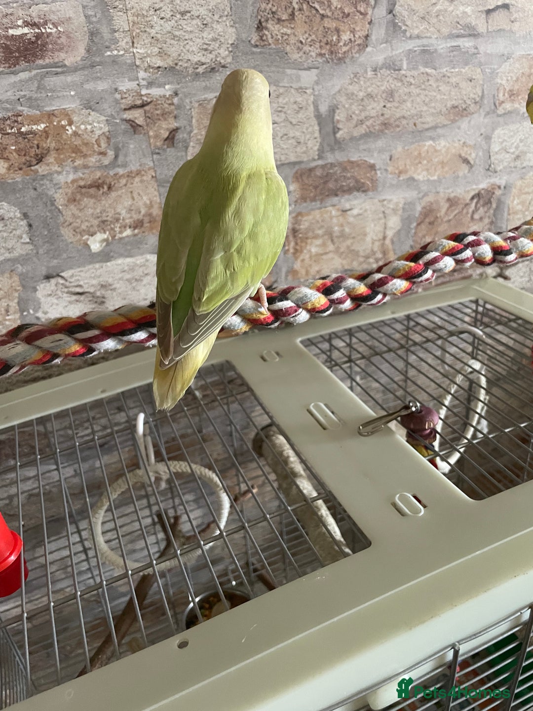 Lovebirds birds for sale: Beautiful hand reared baby lovebird  - Image 4