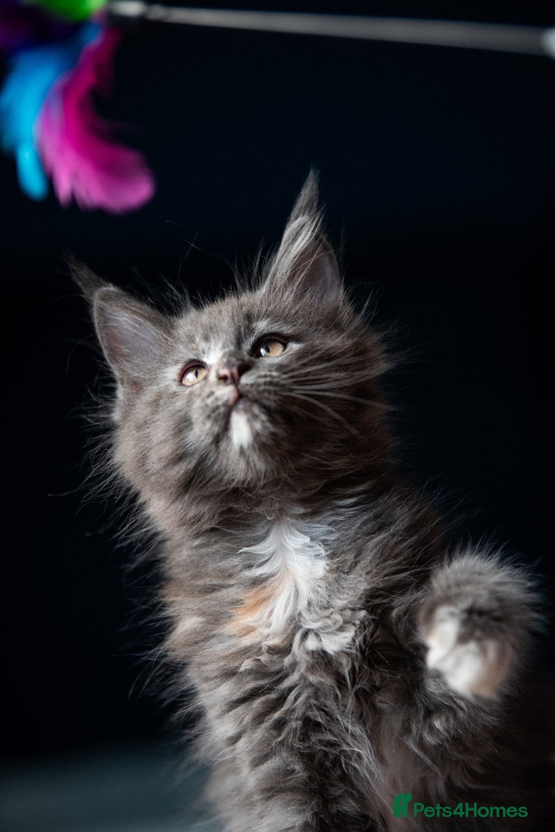 Maine Coon cats for sale: Pedigree Maine Coon Kittens (TICA) - Image 30