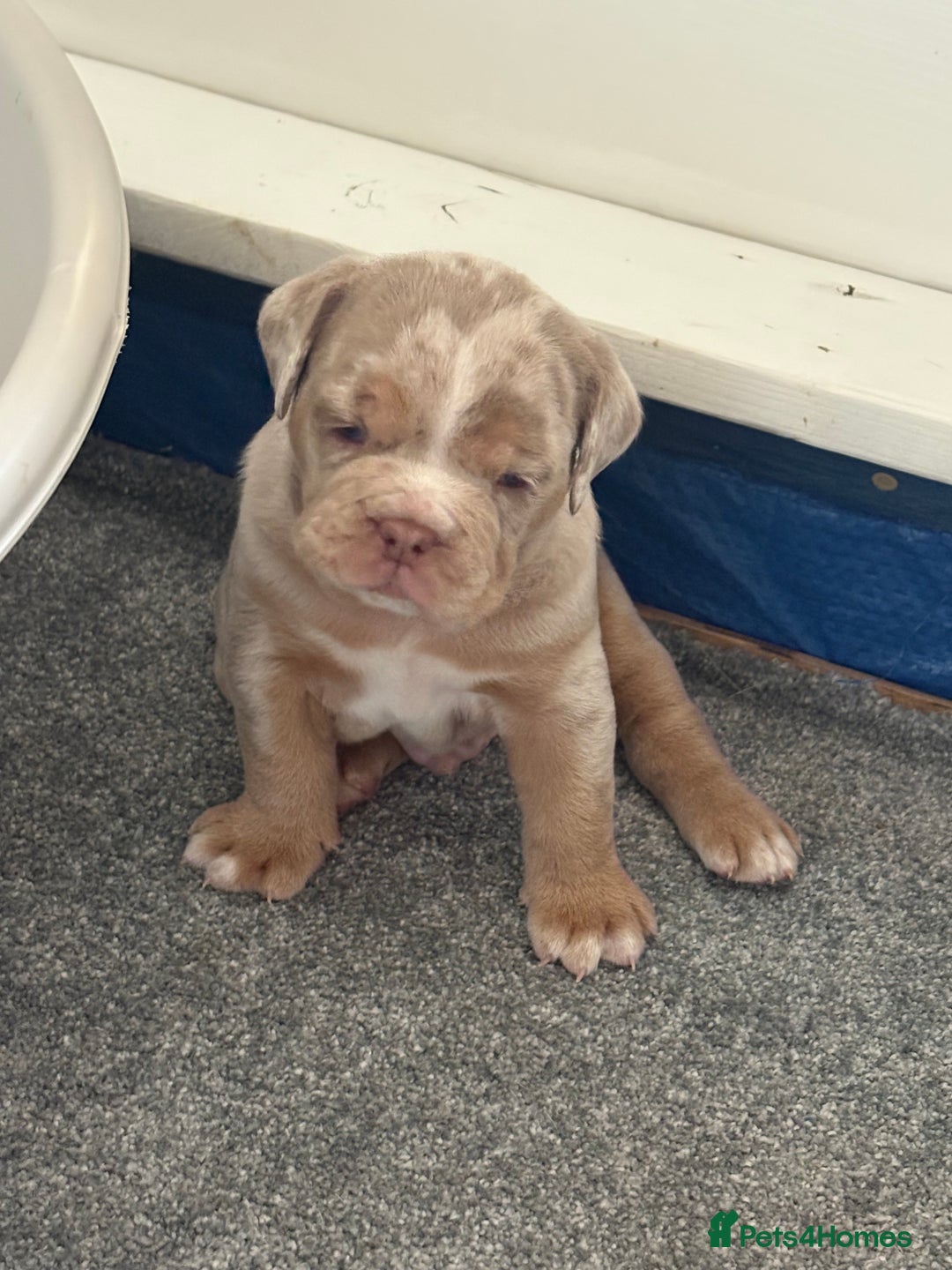 Olde English Bulldogge dogs for sale: Stunning Litter of OldTyme English Bulldogge!!💖💙 - Image 16