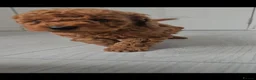 Maltipoo dogs for sale: F1B maltipoo puppys - Advert 6