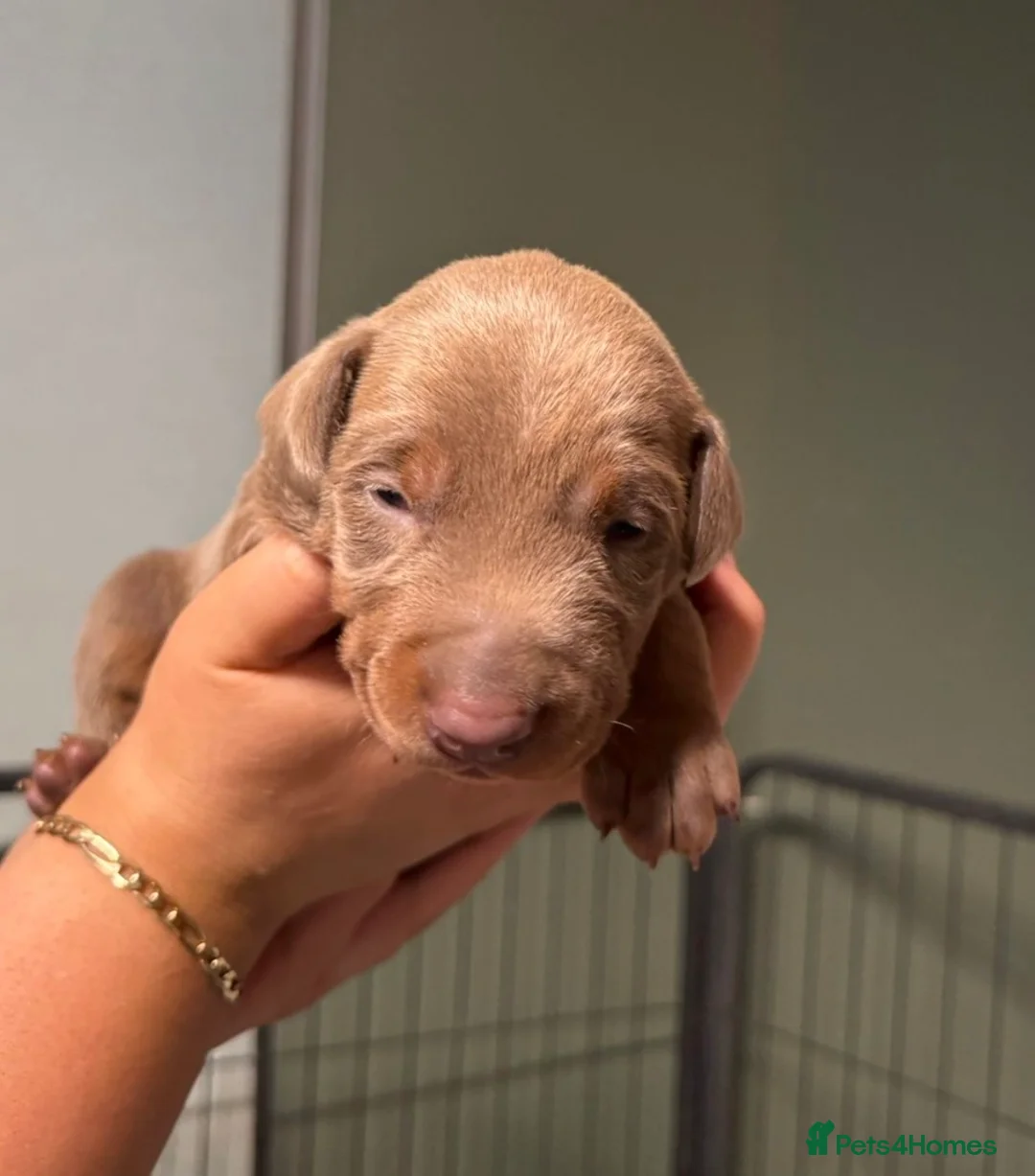 Dobermann dogs for sale: Chocolate & Isabella Doberman puppies for sale  - Advert 26