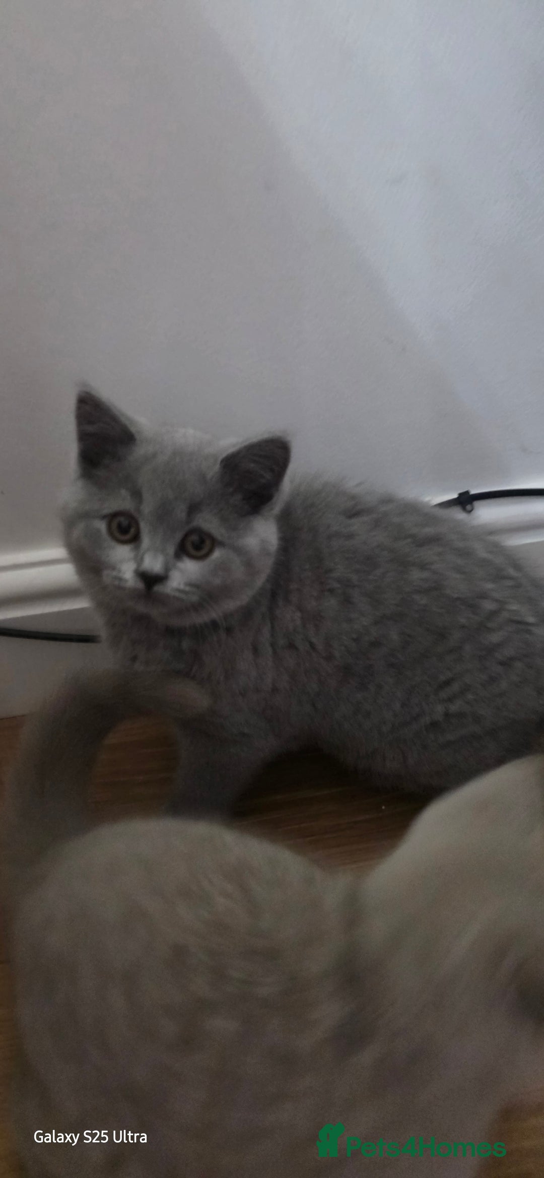 British Shorthair cats for sale: British ShortHair 🐈‍⬛ - Advert 18