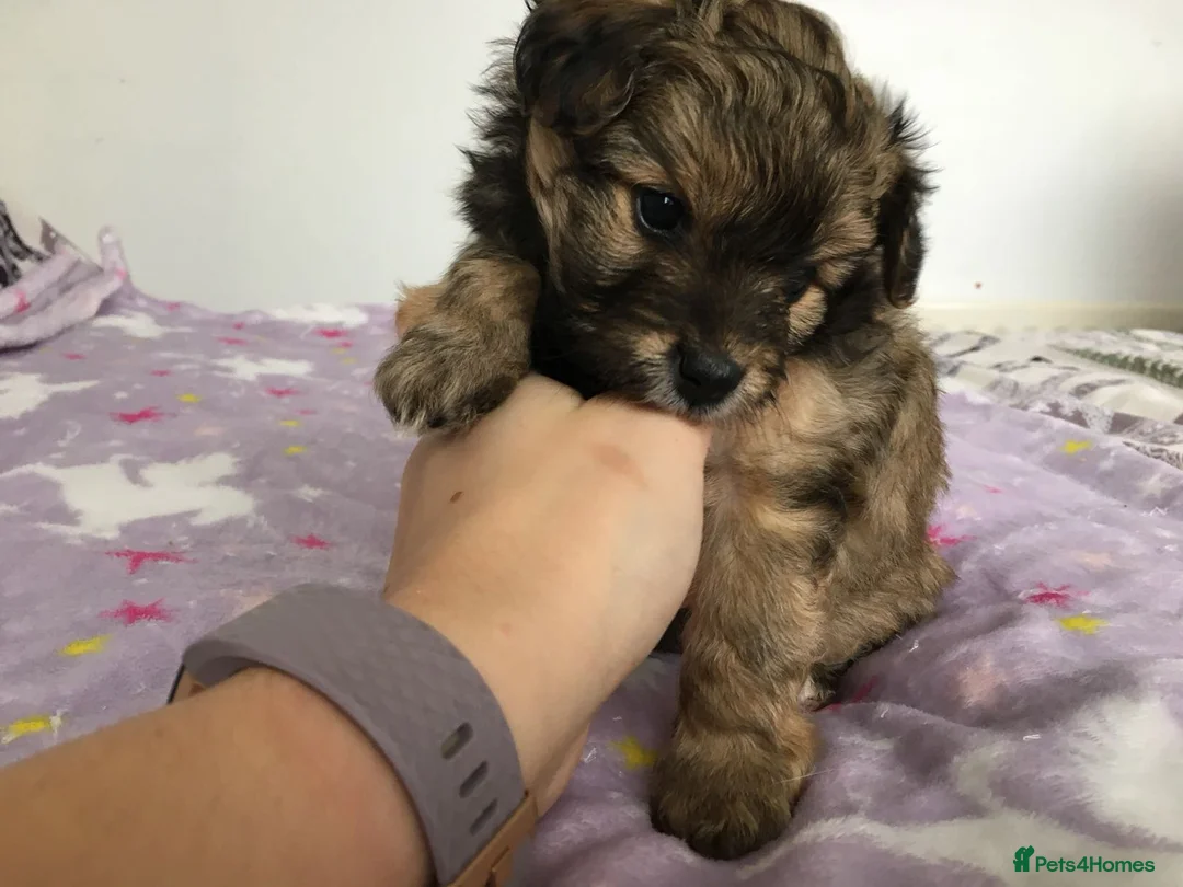 Toy Poodle dogs for stud: Phantom Toy Poodle Tri colour KC (STUD ONLY) in Coalville - Advert 17