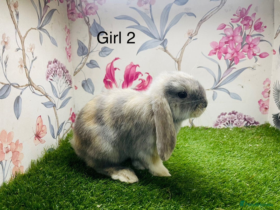 Mini Lop rabbits for sale: Male mini lop baby rabbit  - Advert 2