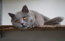 British Shorthair cats for sale: Chunky British Blue Shorthair Kittens, 2 Boys - Image 9