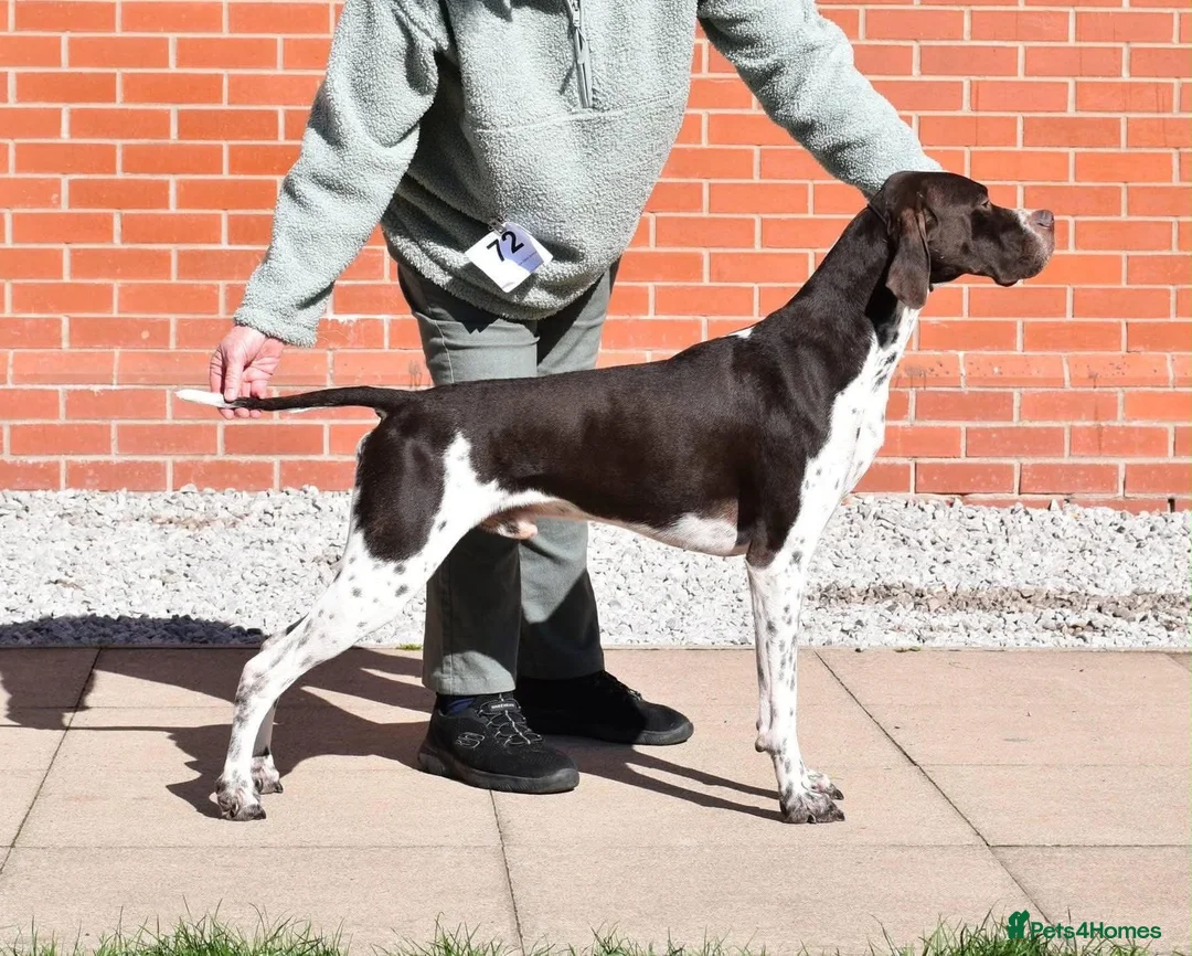 Pointer dogs for sale: Gorgeous KC reg Pointer Puppies in Maidstone - Advert 15