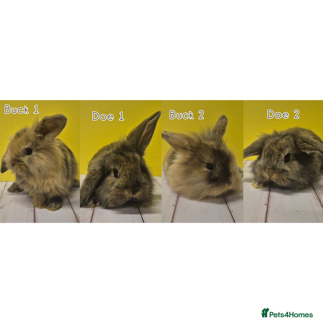Mini Lion Lop rabbits for sale: Mini Lion Lops Ready in 2 weeks 🩷🩵 - Advert 2
