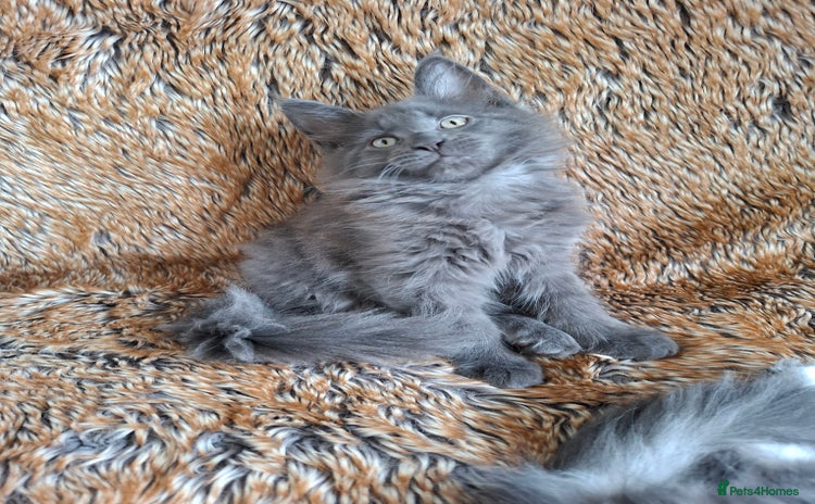 Maine Coon cats - Advert 14