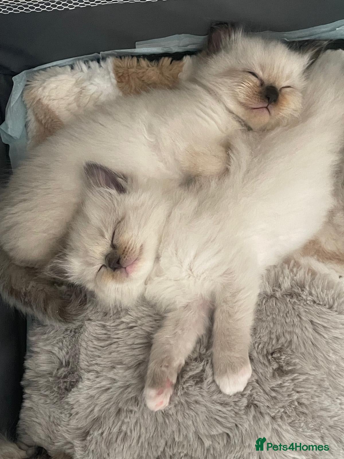 Ragdoll cats CHAMPION BLOODLINE RAGDOLL KITTENS 🥇🏅 - Advert 20