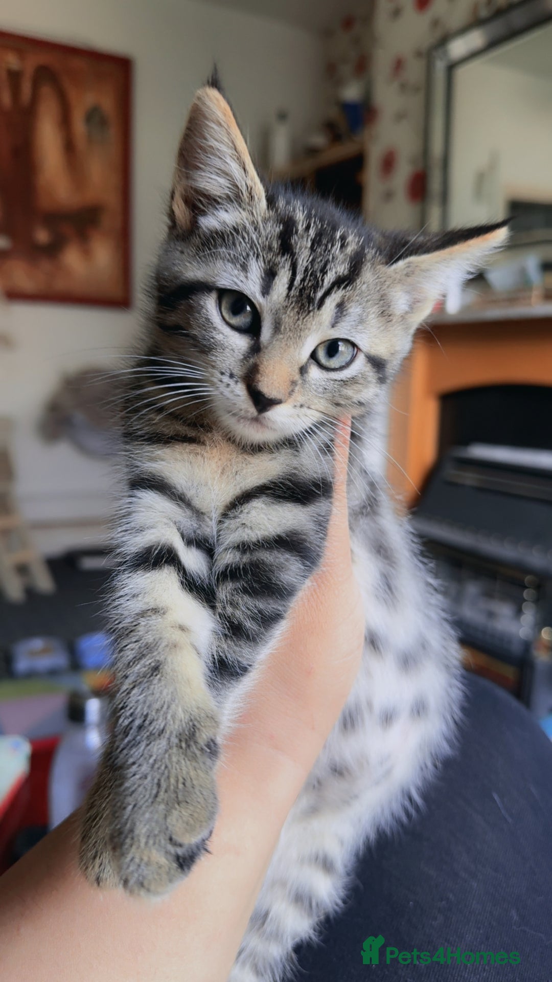 Mixed Breed cats for sale: adorable kitten ready to go home - Image 5