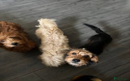 Mixed Breed dogs for sale: 2 puppies for sale  - Image 13