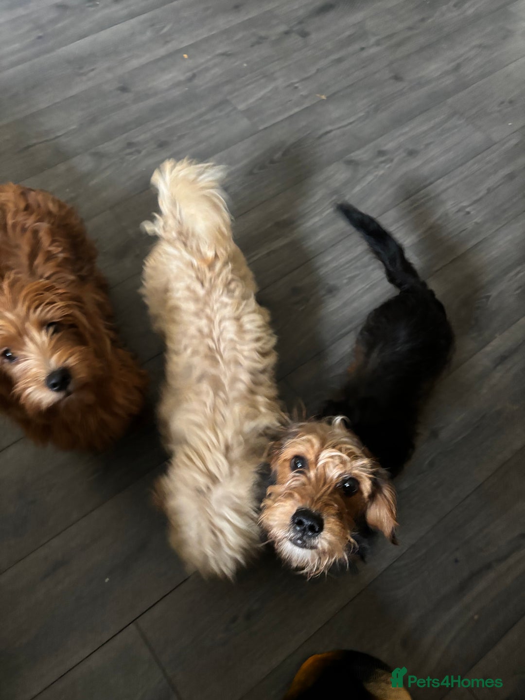 Mixed Breed dogs for sale: 2 puppies for sale  - Image 13