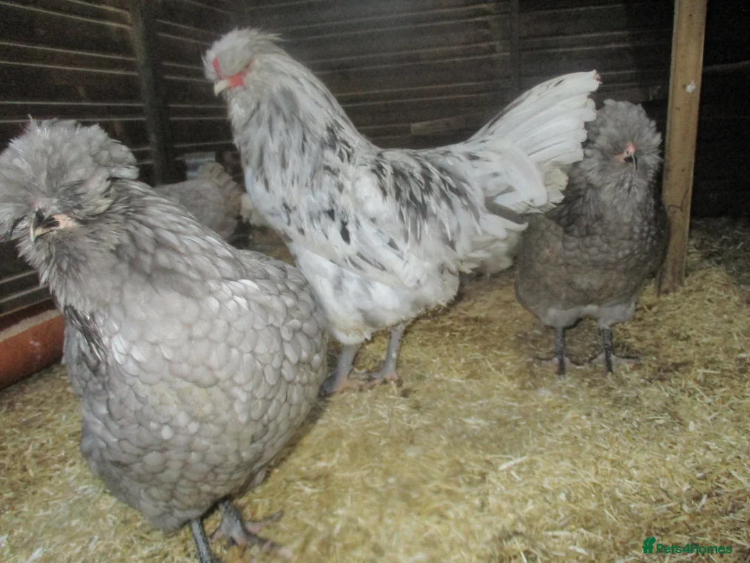 Hens poultry for sale: Trio, Blue/Splash Araucana ( blue/green eggs) - Advert 5