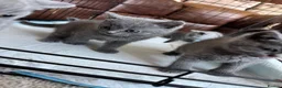 British Shorthair cats for sale: British short hair kittens - Advert 5