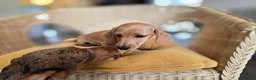 Miniature Dachshund dogs for sale: KC Registered Mini Dachshund Puppies. Rare colors - Advert 11
