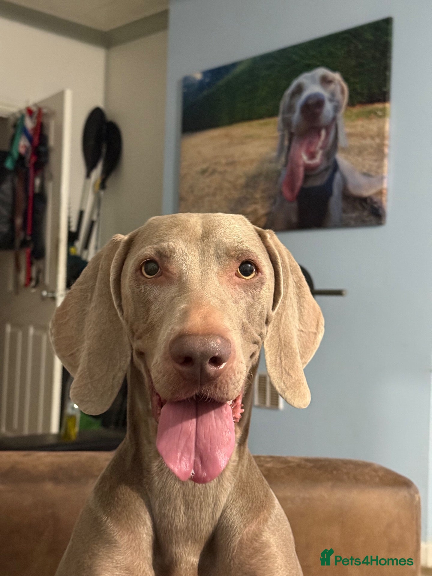 Weimaraner dogs for sale: Blue and silver Weimaraner puppies  - Advert 4