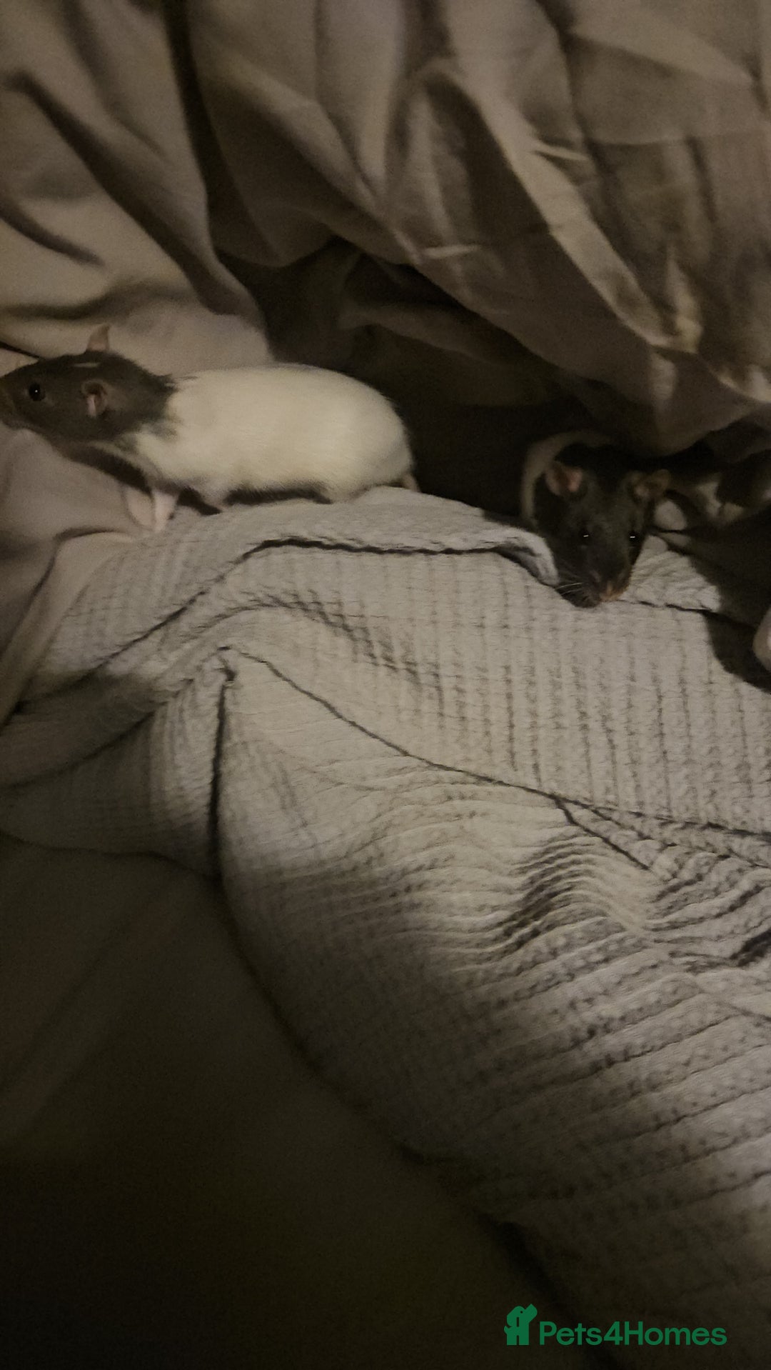 Rat rodents for sale: 2 Female Rats for Sale with full cage set up.  - Advert 4