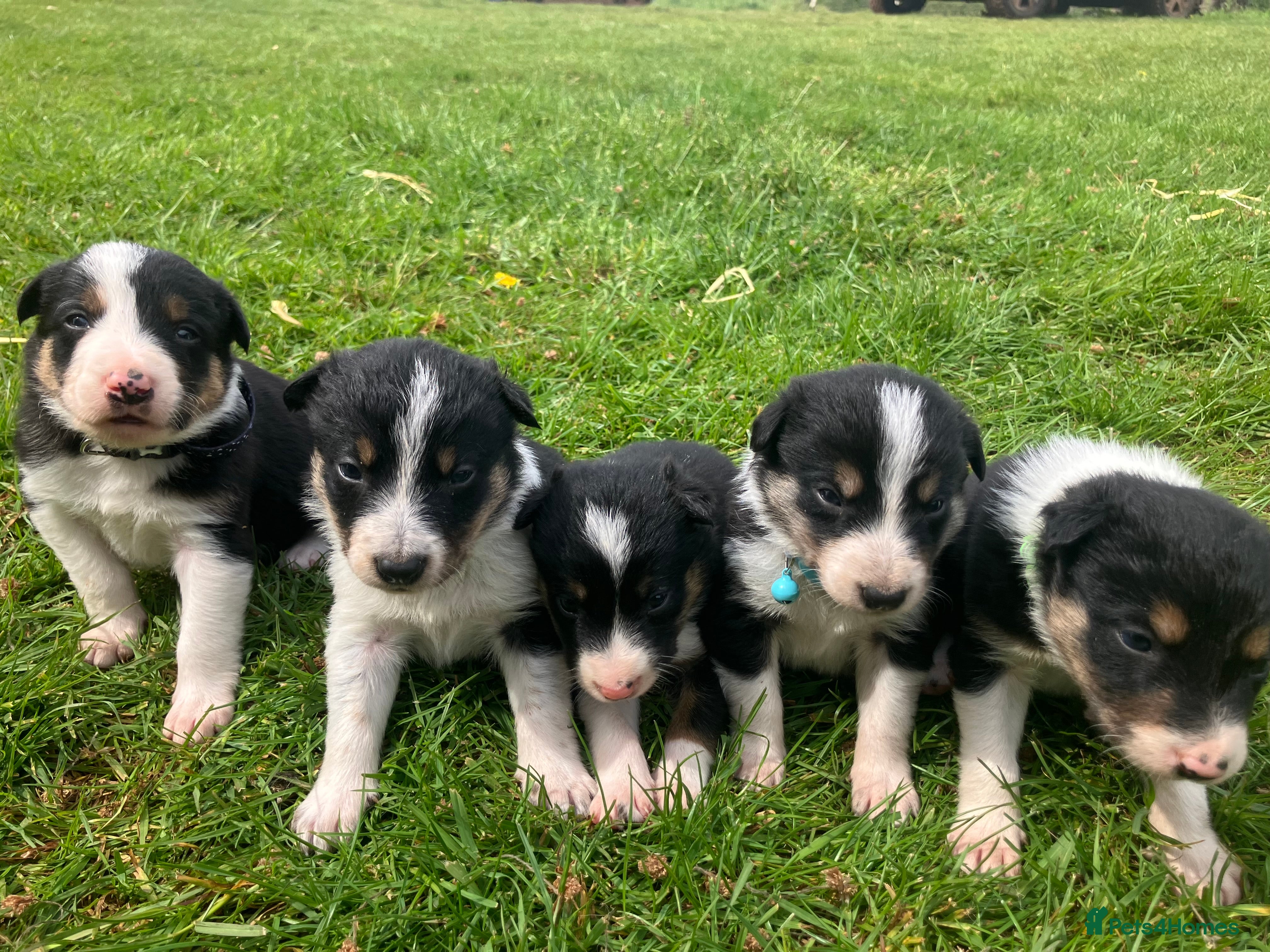 Border Collie dogs  10 Beautiful tri colour border collie puppies - Advert 15