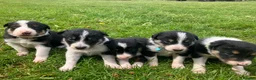 Border Collie dogs for sale:  10 Beautiful tri colour border collie puppies in Exeter - Advert 4