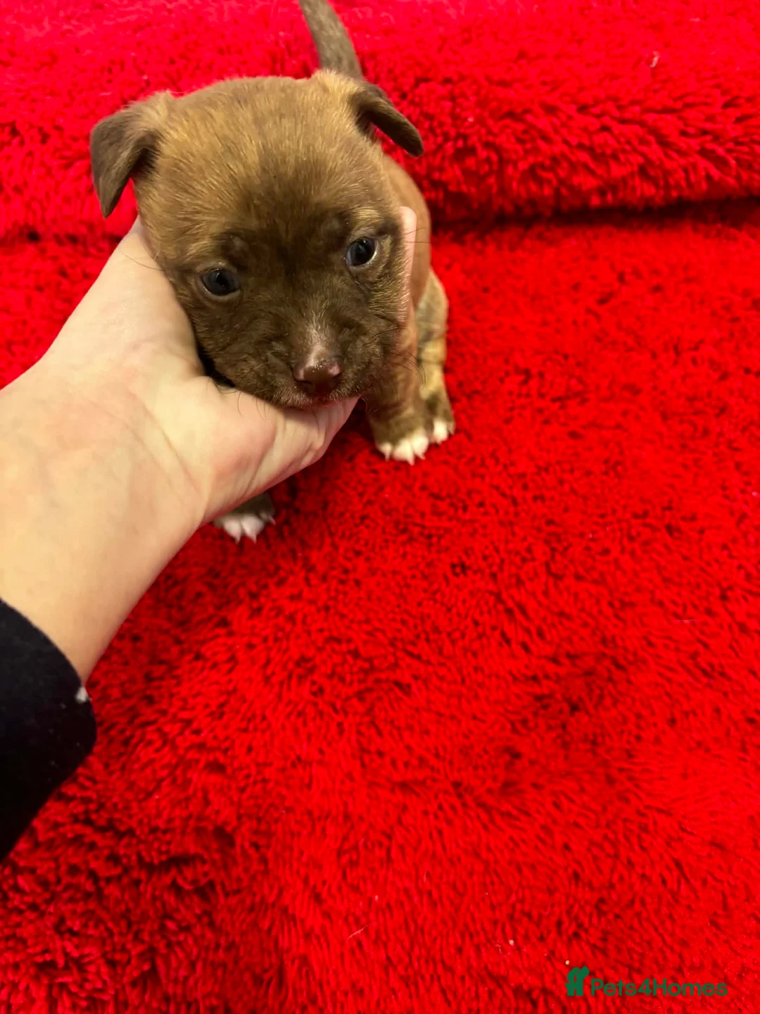 Jack Russell dogs for sale: Jack Russel pups  - Advert 5