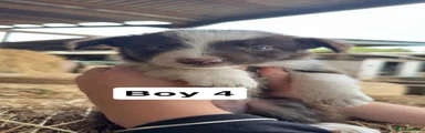 Border Collie 8