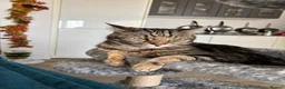 Bengal cats for sale:  **  Bengal and Tabby for free in Harrow - Advert 7