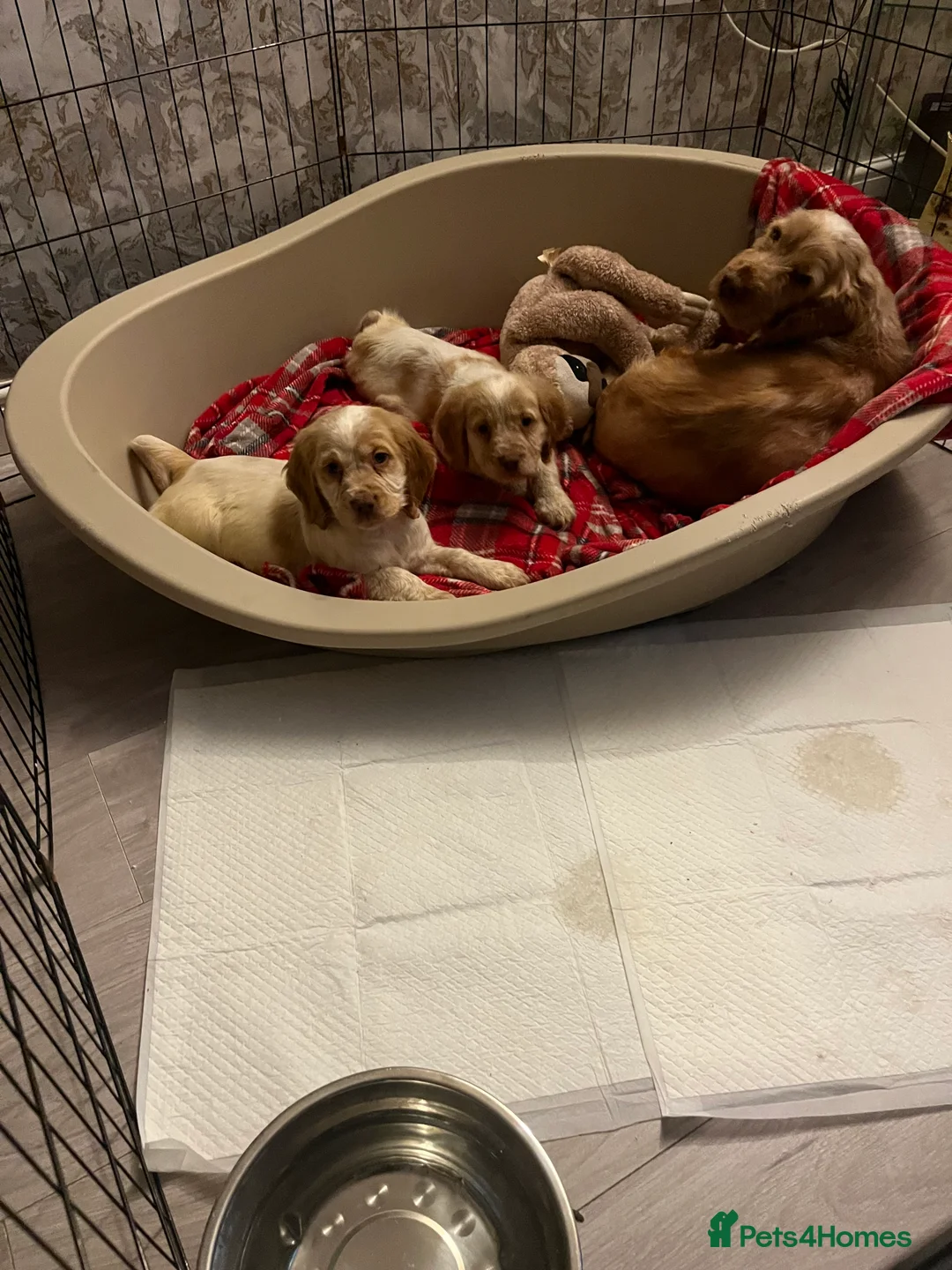 Cocker Spaniel dogs for sale: Cocker spaniel puppies  - Advert 2