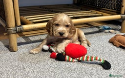 Cocker Spaniel dogs for sale: Beautiful show type puppies  - Image 16