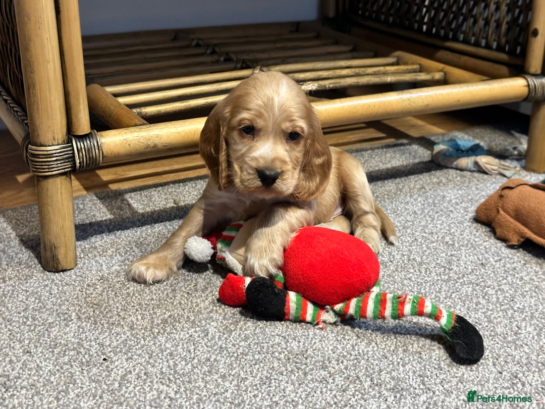 Cocker Spaniel dogs for sale: Beautiful show type puppies  - Image 16