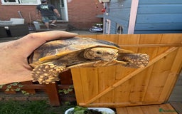 Tortoise reptiles for sale: Sulcata Tortoise 2 year old Female?  - Image 1