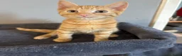 Mixed Breed cats for sale: Ginger female  - Advert 2