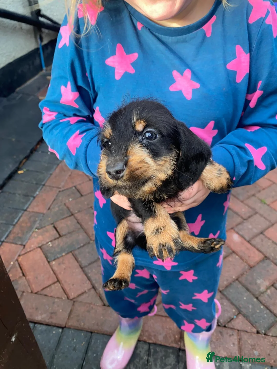 Miniature Dachshund dogs for sale: Beautiful Teckle puppies (Wire Hair Dachshunds) - Advert 16