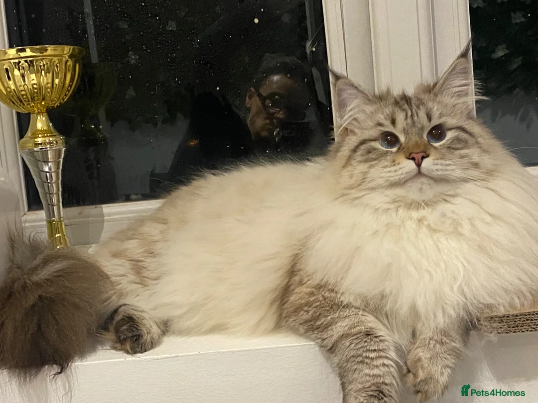 Siberian cats for sale: Champion Line Kitens - Advert 2