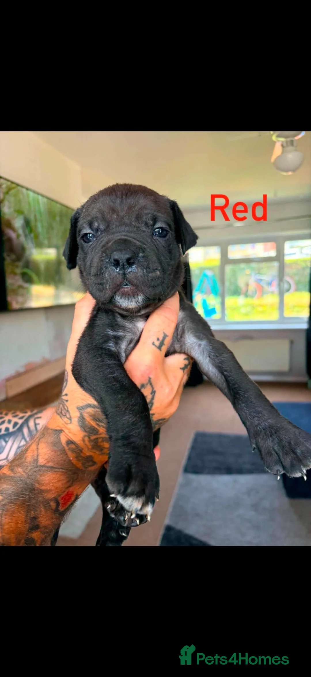 Cane Corso dogs for sale: Cane corso x North American mastiff puppies - Advert 8