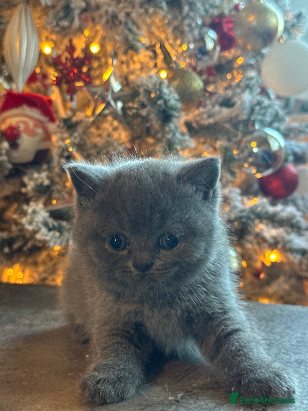 British Shorthair cats for sale: Blue British shorthair 🏆🏆🏆💙💙💙 - Advert 16