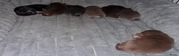 Pomchi dogs for sale:  10 Pomchi pups, various colours - Advert 14