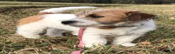 Jack Russell dogs for sale: Beautiful Jack Russell Terrier Puppies Available in Munlochy - Advert 7