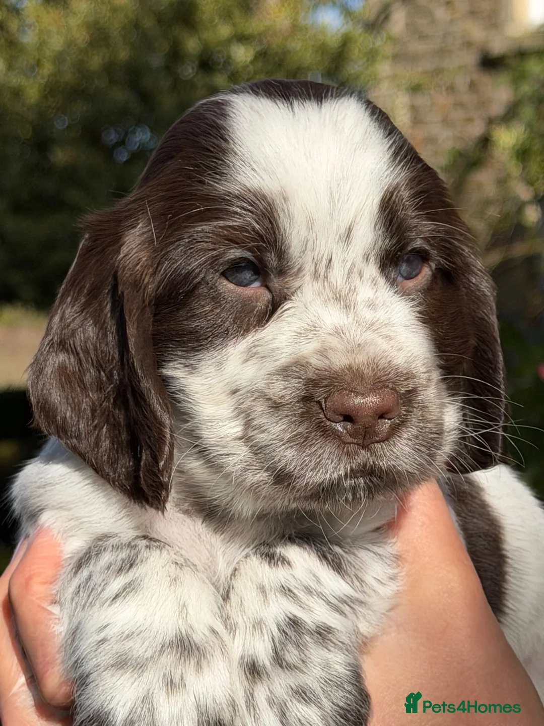 Cocker Spaniel dogs for sale: KC Reg Cocker Spaniel Pups Full DNA 5⭐️ Licensed  - Advert 2