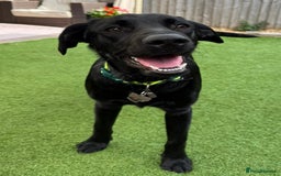 Labrador Retriever dogs for adoption: BEN IS A HANDSOME 7MTH OLD LABRADOR - Image 5