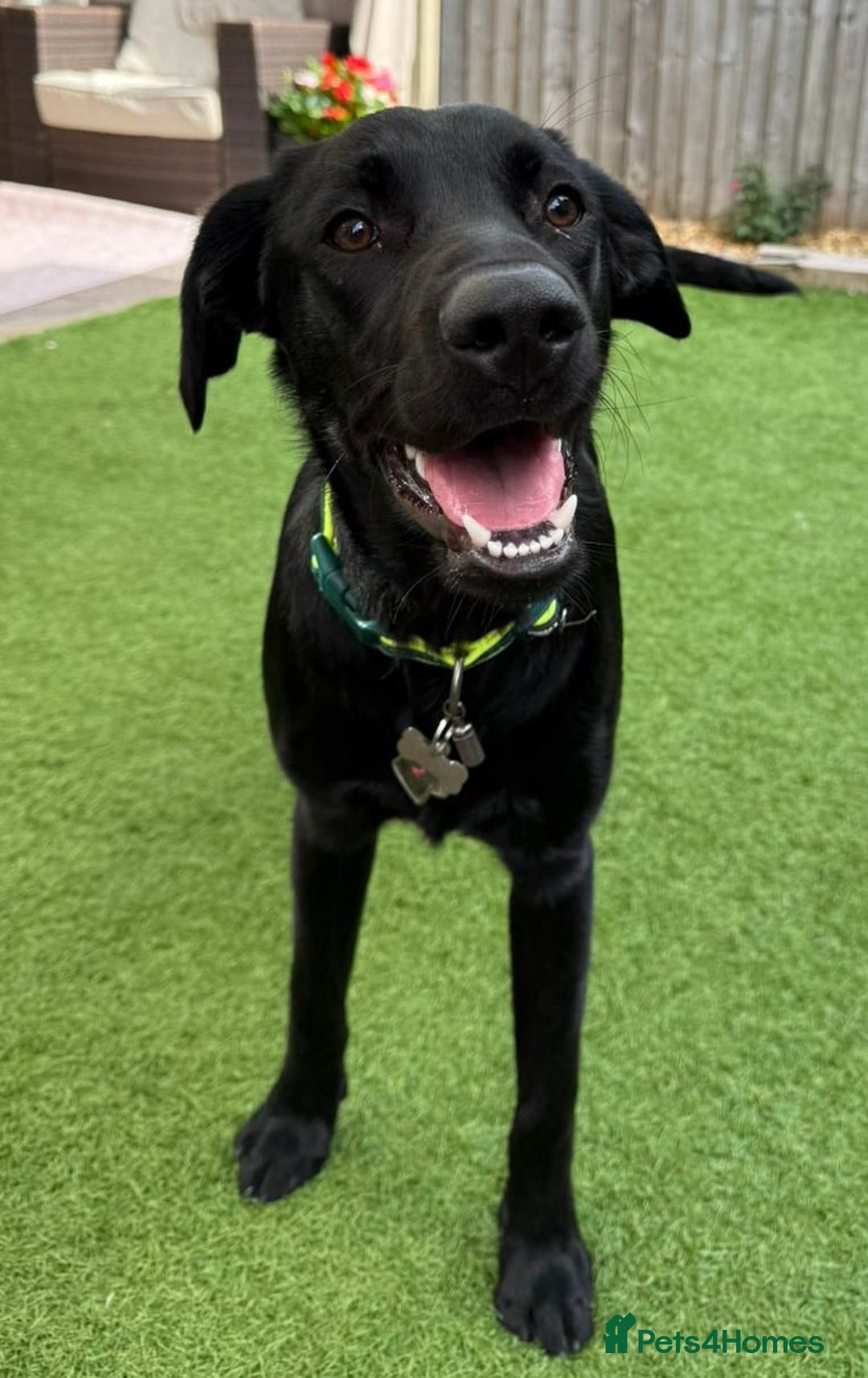 Labrador Retriever dogs for adoption: BEN IS A HANDSOME 7MTH OLD LABRADOR - Image 5