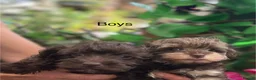 Schnoodle dogs for sale: Tiny Schnoodle Puppies 💙+ 🩷 - Advert 13