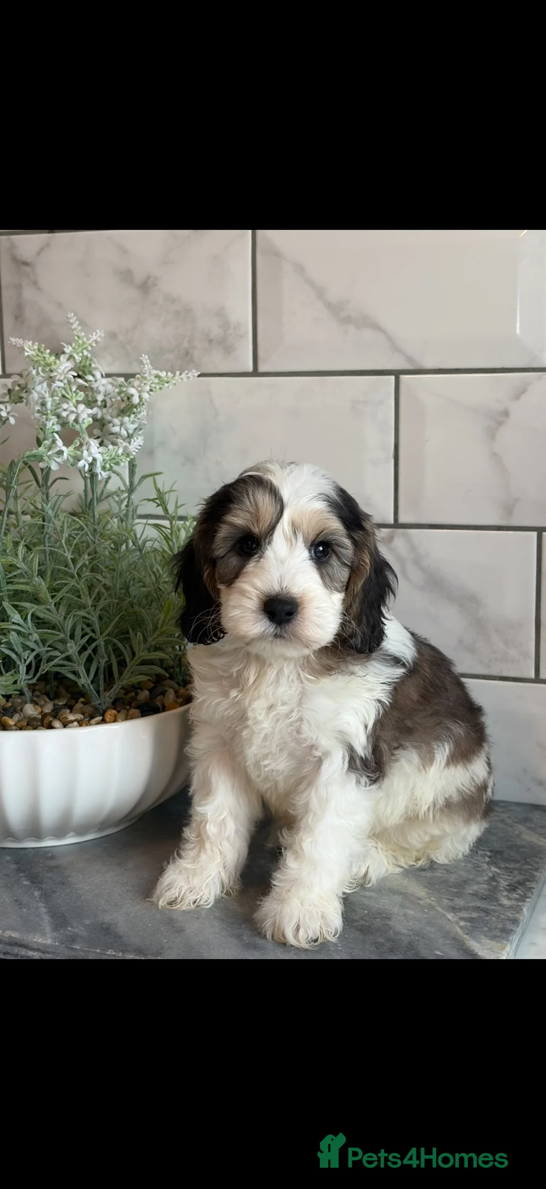 Cockapoo dogs for sale: Ready now f1 Cockerpoos  - Advert 2
