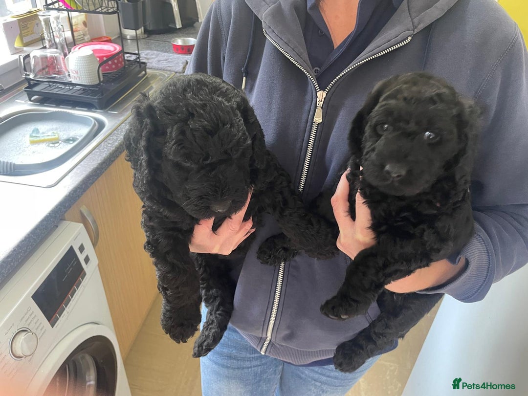 Labradoodle dogs for sale: Multigenrational labradoodle  - Image 5