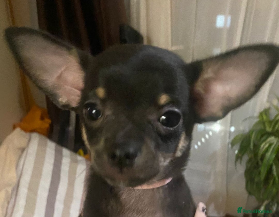 Chihuahua dogs for sale: Pheobe is looking for a 5 star forever home  - Advert 7