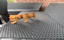 Patterdale Terrier dogs for sale: Patterdale fell terriers  - Image 6