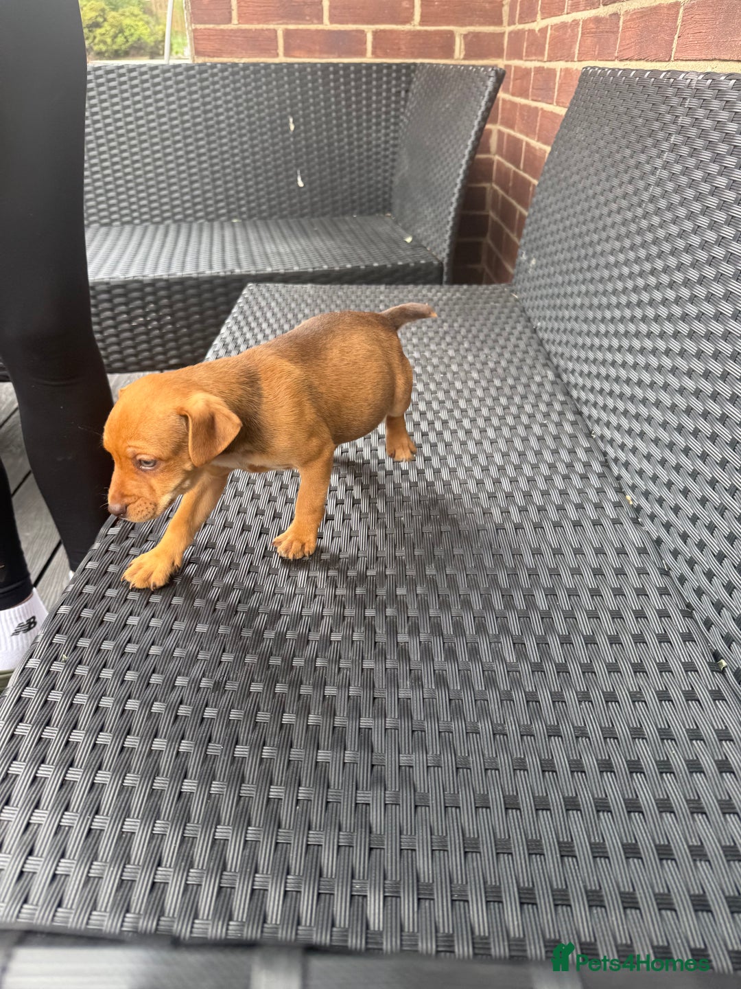 Patterdale Terrier dogs for sale: Patterdale fell terriers  - Image 6