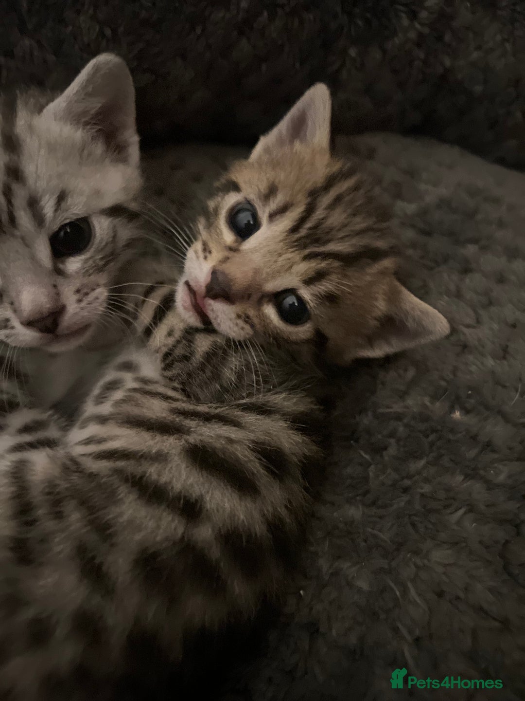 Bengal cats for sale: One remaining Male Bengal for sale - Image 7