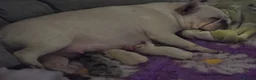 French Bulldog dogs for sale: French bulldog puppies - Advert 13