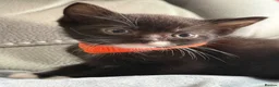 British Shorthair cats for sale: British shorthair cross kittens can deliver  - Advert 6